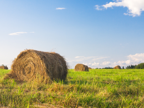 Hay Field