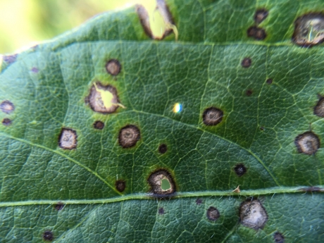 Frogeye leaf spot