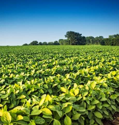 BASF Soybean Field