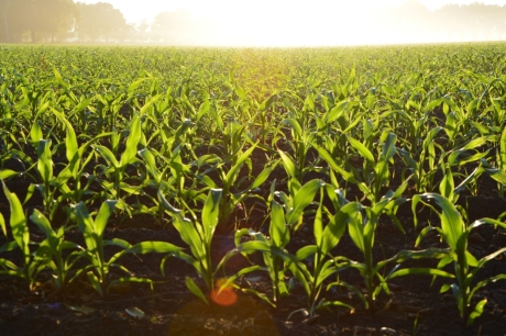 field