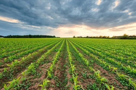 crops
