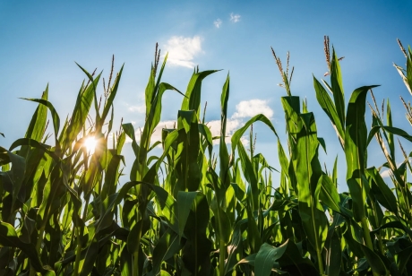corn field