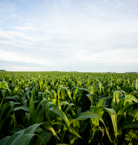 How to Optimize On-Farm Logistics and Implement Best Agronomic Practices to Simplify Nitrogen Management 