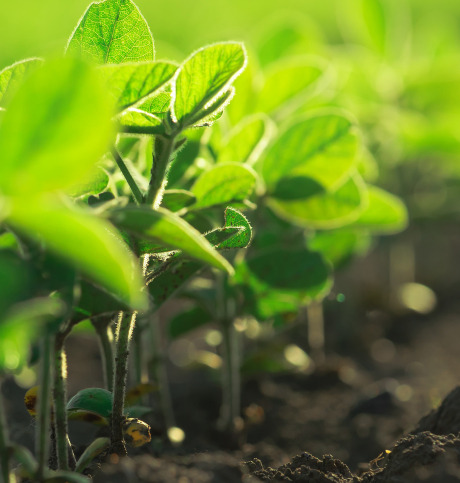 Soybeans